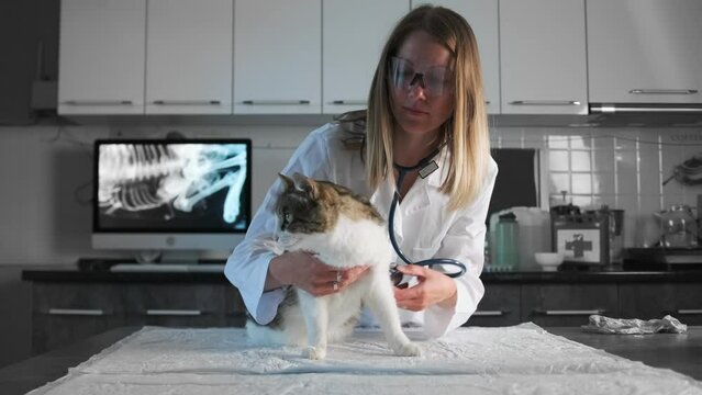 Veterinarian listens with stethoscope to heartbeat and breathing of domestic cat in medical office on table, close up. Slow motion.