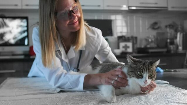 Cute cat enjoys being stroked by a veterinarian while lying on a medical table in a special animal clinic, close-up. Vet employee work, checkup and animal treatment.