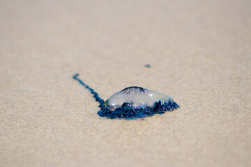close-up of a bluebottle jellyfish 