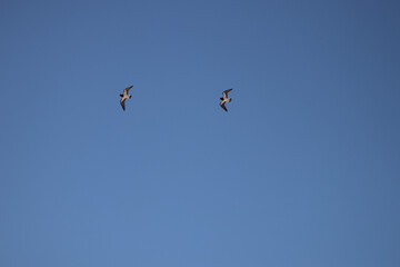 birds in the sky