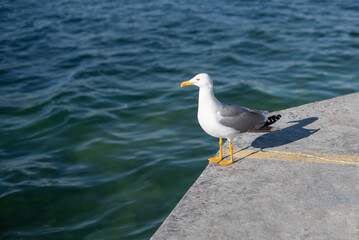 Close-up of Seagull on a parapet by the sea
