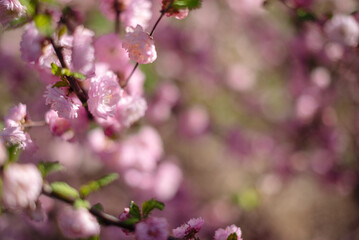 Almond three-lobed Louiseania. Pink flowers of the decorative three-lobed almond Prunus triloba