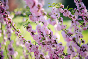 Almond three-lobed Louiseania. Pink flowers of the decorative three-lobed almond Prunus triloba