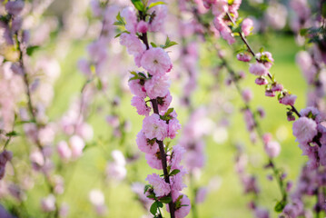 Almond three-lobed Louiseania. Pink flowers of the decorative three-lobed almond Prunus triloba