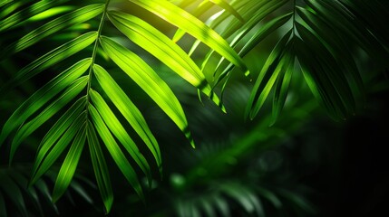 Enchanting Tropical Leaf Close-Up in a Dark Aesthetic - Captivating Beauty of Nature's Foliage