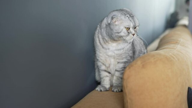 Cute irritable, displeased, bad Scottish Fold cat with gray striped fur and expressive big eyes sitting on a beige couch. Do not want to communicate. Close up portrait
