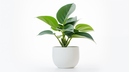 Fototapeta premium Minimalist Potted Plant on White Background