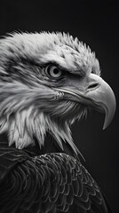 Fototapeta premium Bald Eagle, America, Memorial Day, 4th of July
