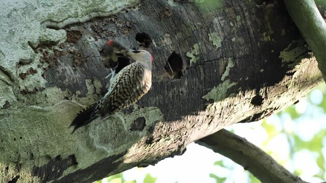 Nest (hollow) of northern flicker or common flicker (Colaptes auratus) in the summer forest. This woodpecker is distributed throughout North America
