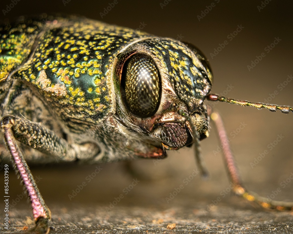 Wall mural close up of a bug
