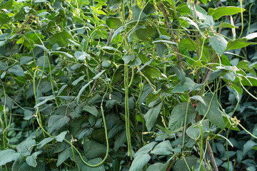 Obraz premium Cowpea plants in growth at vegetable garden