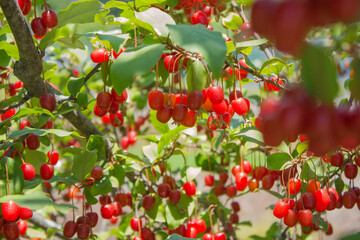 Ripe Autumn Olive Berries (Elaeagnus Umbellata) growing on a branch . oleaster