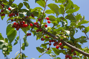 Ripe Autumn Olive Berries (Elaeagnus Umbellata) growing on a branch . oleaster