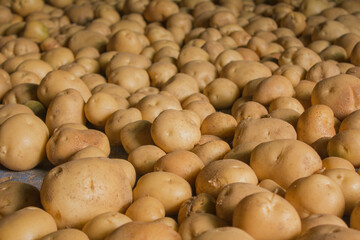 Fresh potatoes on the farm.