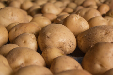 Fresh potatoes on the farm.