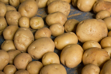 Fresh potatoes on the farm.