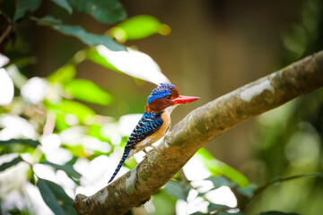 kingfisher on branch
