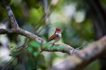 Obraz premium kingfisher on branch