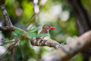 kingfisher on branch