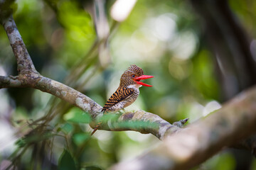 kingfisher on branch