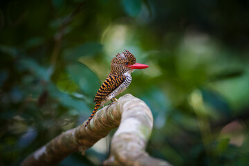 kingfisher on branch