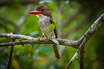 kingfisher on branch