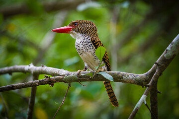 kingfisher on branch