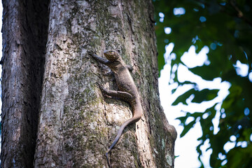 Obraz premium tree in the forest
