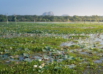 Yala National Park, Sri Lanka