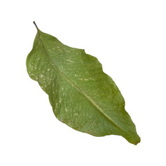  green withered leaves in nature isolate.