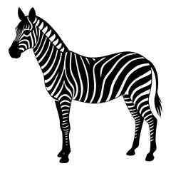 zebra vector illustration