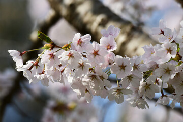 ソメイヨシノの花
