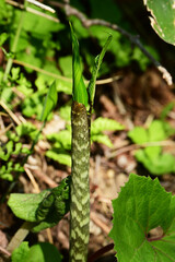 マムシグサの芽