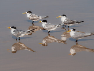 Five Terns In Perfect Formation