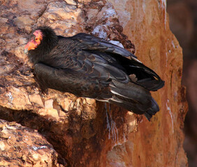 California Condor Buzzard sitting on a Cliff