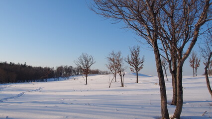 winter landscape with trees