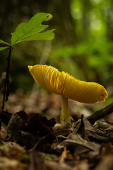 mushroom with leaves