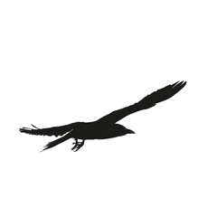 silhouettes of flying birds floating in the air without background