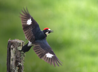 Acorn woodpecker taking off on a sunny morning.