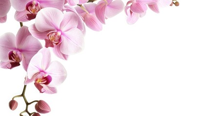 Beautiful pink orchid flowers on a white background, perfect for nature or floral themed designs. Delicate and elegant bloom.