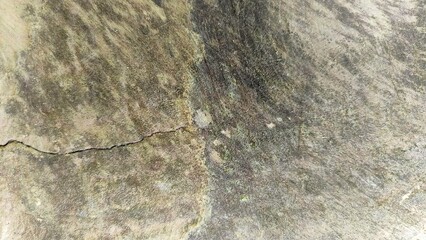 moldy and old wooden background. Mold texture on a wooden beam. wood texture paint old brown 