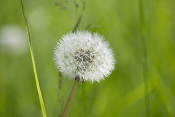 Detailed view of a white dandelion seed head during its peak bloom