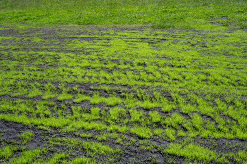Farm pasture maintenance and refurbishment, weeds that livestock won’t eat removed and good soil added and grass re-seeded, fresh shoots of new growth

