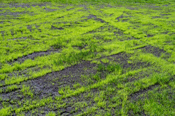 Farm pasture maintenance and refurbishment, weeds that livestock won’t eat removed and good soil added and grass re-seeded, fresh shoots of new growth

