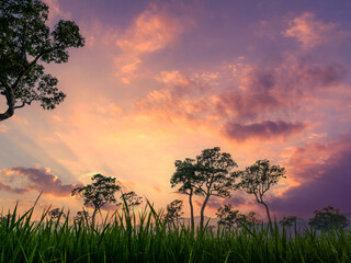 Purple sunrise sky tropical tree field in sunny morning. Silhouette tree pink purple dawn sky in spring season. Landscape meadow misty fog forest in countryside. Amazing violet landscape Park outdoor