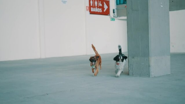 Cachorros corriendo en c&aacute;mara lenta