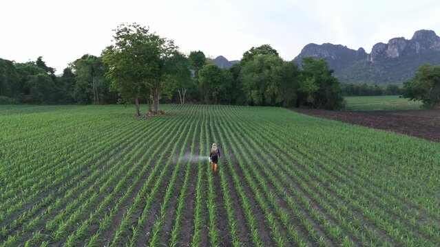 June,17,2024,Lopburi Thailand,Farmers in Thailand are spraying crops with harmless chemicals to protect them from corn mites