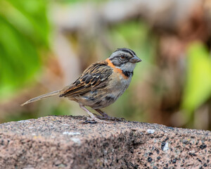 sparrow