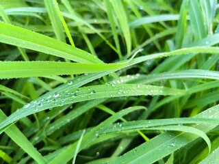 Dew on Grass green background natural wallpaper original photo. Botanical organic plant rain spring drops wet fresh meadow growth morning water drop close up picture. Refresh relaxing.