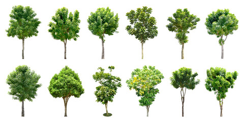 Collection Trees and bonsai green leaves. total 10 trees. The Ratchaphruek tree is blooming bright yellow. (png)	